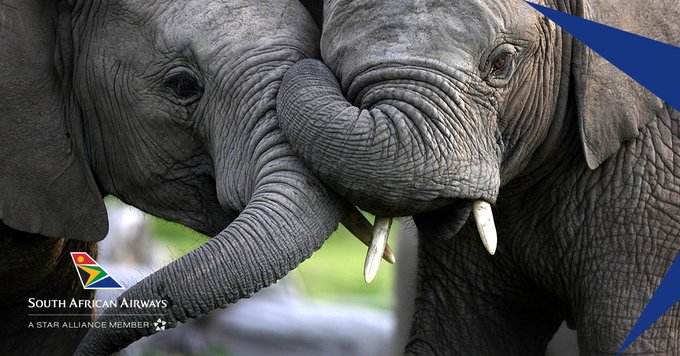 flysaa_DE's tweet photo. Die Sanften Riesen hautnah erleben... 🐘 Diese Möglichkeit habt ihr im Knysna Elephant Park. 🏞 Der Park, der bereits über 40 verwaiste oder gerettete Elefanten aufgenommen und großgezogen hat, https://t.co/Ibx1H0pznW