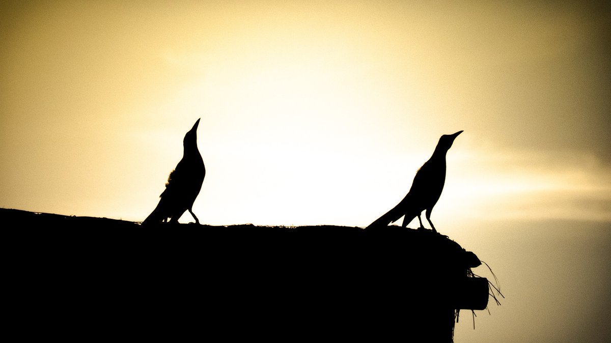 Smart bird deadline January 22 – register now to the Beauty through Science Congress in Stockholm June 3-6! 

Detailed program live! btsstockholm.com

#beautythroughscience #plasticsurgery #aestheticmedicine #dermatology