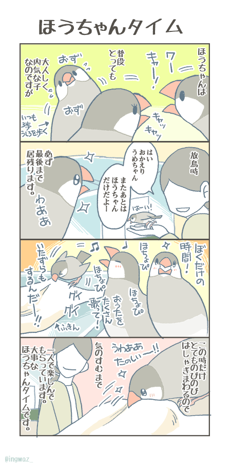 ほうちゃんらしくいられる時間も、大切にしてあげたいです。

#buncho #javasparrow #文鳥 