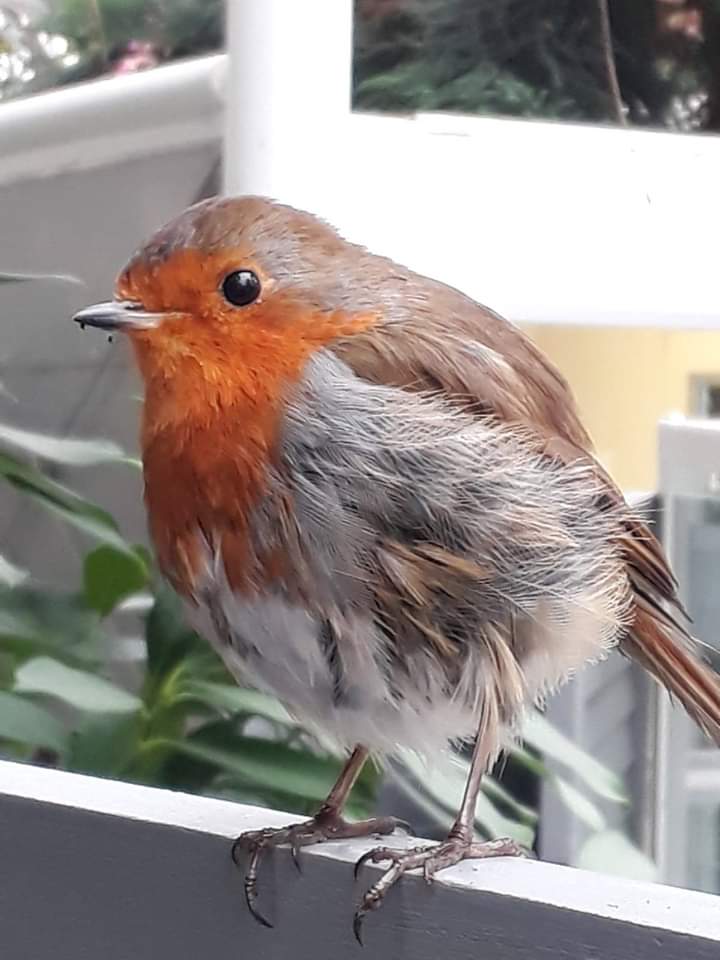 cakeclubdoes's tweet photo. Reason 3 of 4 why you NEED to be in Liverpool this weekend....
RSPB Day @The_Palmhouse on Sunday! Join the volunteers from RSPB Liverpool to find out about how to take part in the Big Garden Birdwatch survey! Read more https://t.co/7kDPttLQbq
#CakeClubDoes #WhatsOn #MiniCakeClub https://t.co/g0HzhLI1GD