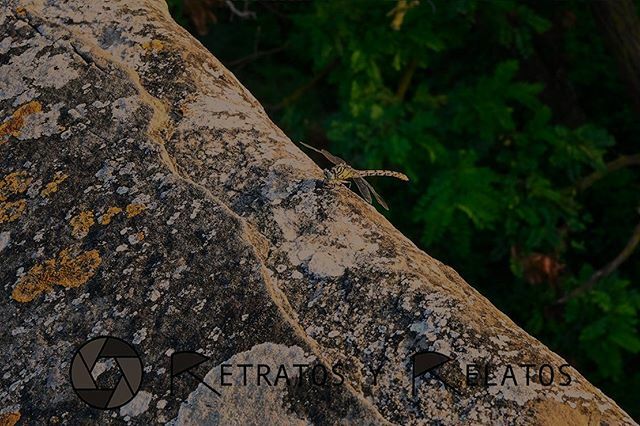 RetratosyR's tweet photo. A por un viernes tan fascinante como esta libélula! 🤩 #Fotografia #Madrid #Moratalaz #fotografiamadrid #fotografiamoratalaz #retratos #retratosyrelatos #fotografiadeanimales #fotografiasdenaturaleza #libelulas https://t.co/fAnUDSID0y https://t.co/FO56k4bvwk