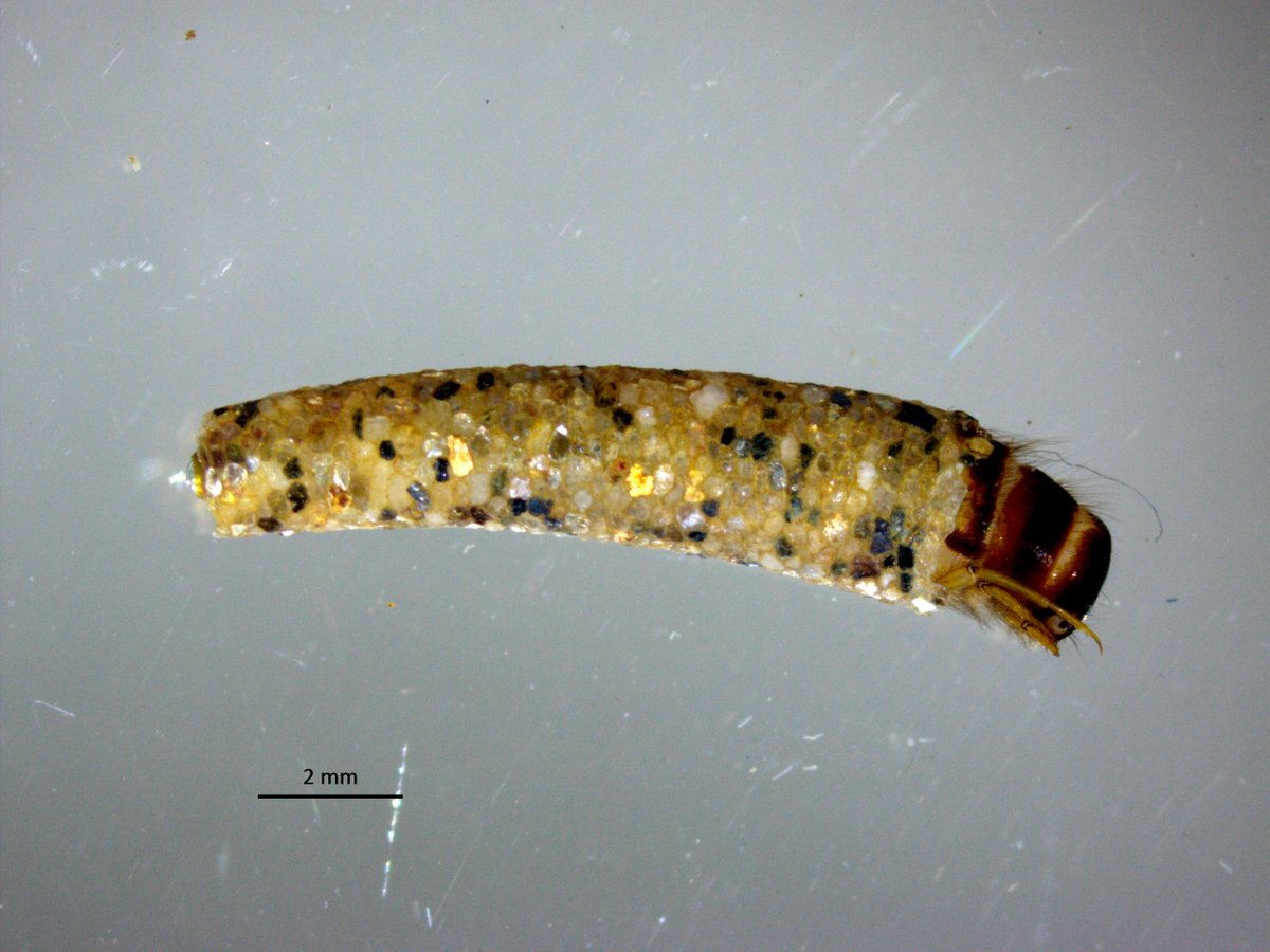 freshwaterblog's tweet image. Microplastic pollution could inhibit stream ecosystem functioning.

A new study suggests that high microplastic concentrations in stream water increase caddisfly mortality and reduce leaf litter decomposition rates.

freshwaterblog.net/2020/01/17/mic…