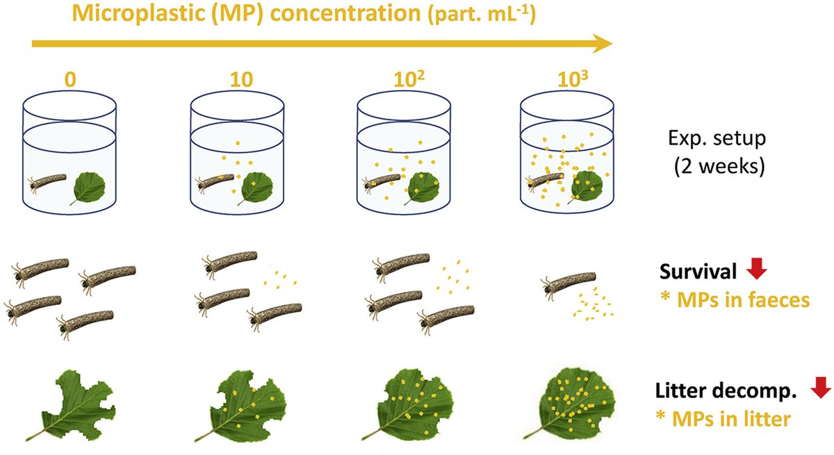 freshwaterblog's tweet image. Microplastic pollution could inhibit stream ecosystem functioning.

A new study suggests that high microplastic concentrations in stream water increase caddisfly mortality and reduce leaf litter decomposition rates.

freshwaterblog.net/2020/01/17/mic…