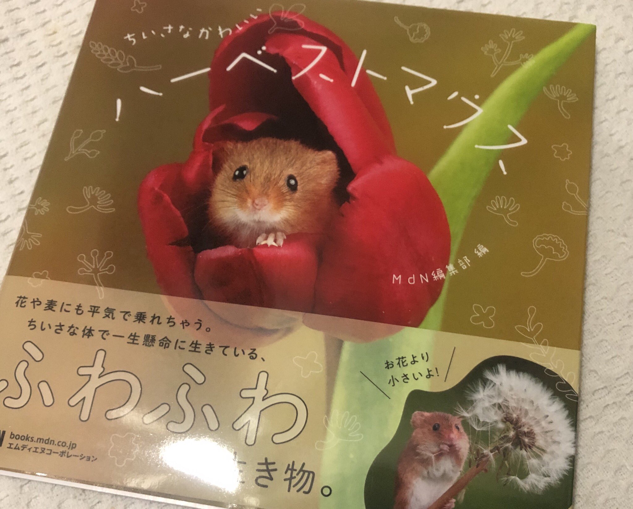 ハーベストマウス Twitter Search Twitter