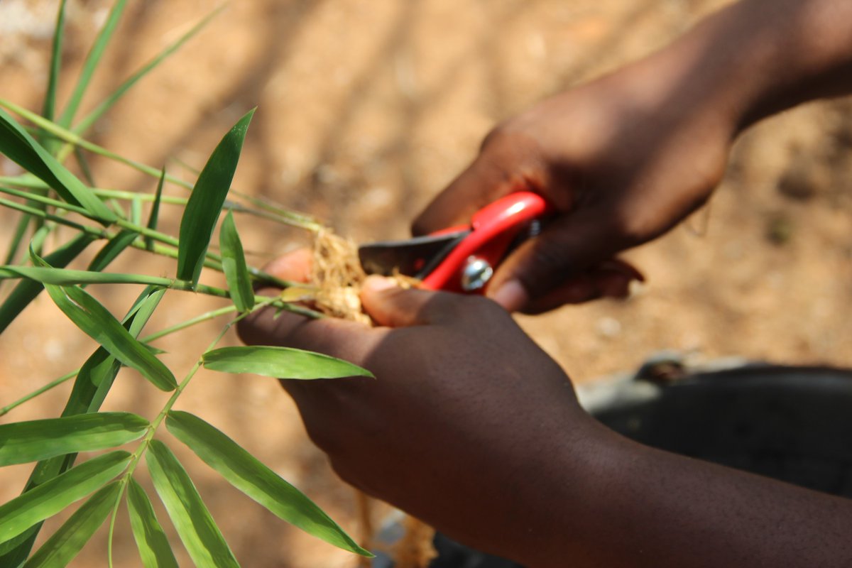INBARofficial's tweet photo. 🌱Land Restoration? #PlantBamboo
💰 Livelihood development? #DevelopBamboo 
🌡️ #ClimateAction? #ThinkBamboo
♨️ Bioenergy? #UseBamboo
🎨 Amazing products? #MakeBamboo
🏡 Comfortable Housing? #BuildwithBamboo

Bamboo is a solution to many of the 🌎s most pressing problems. https://t.co/c523UUe2dQ