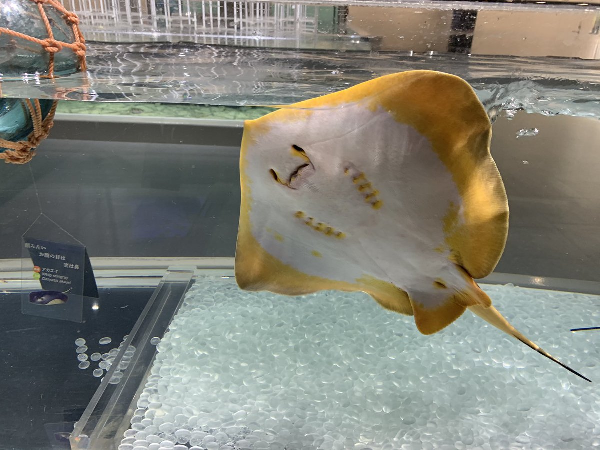 Nifrel ニフレル 公式 No Twitter アカエイを下からのぞくと にっこり W W わざにふれる にっこり ニフレル