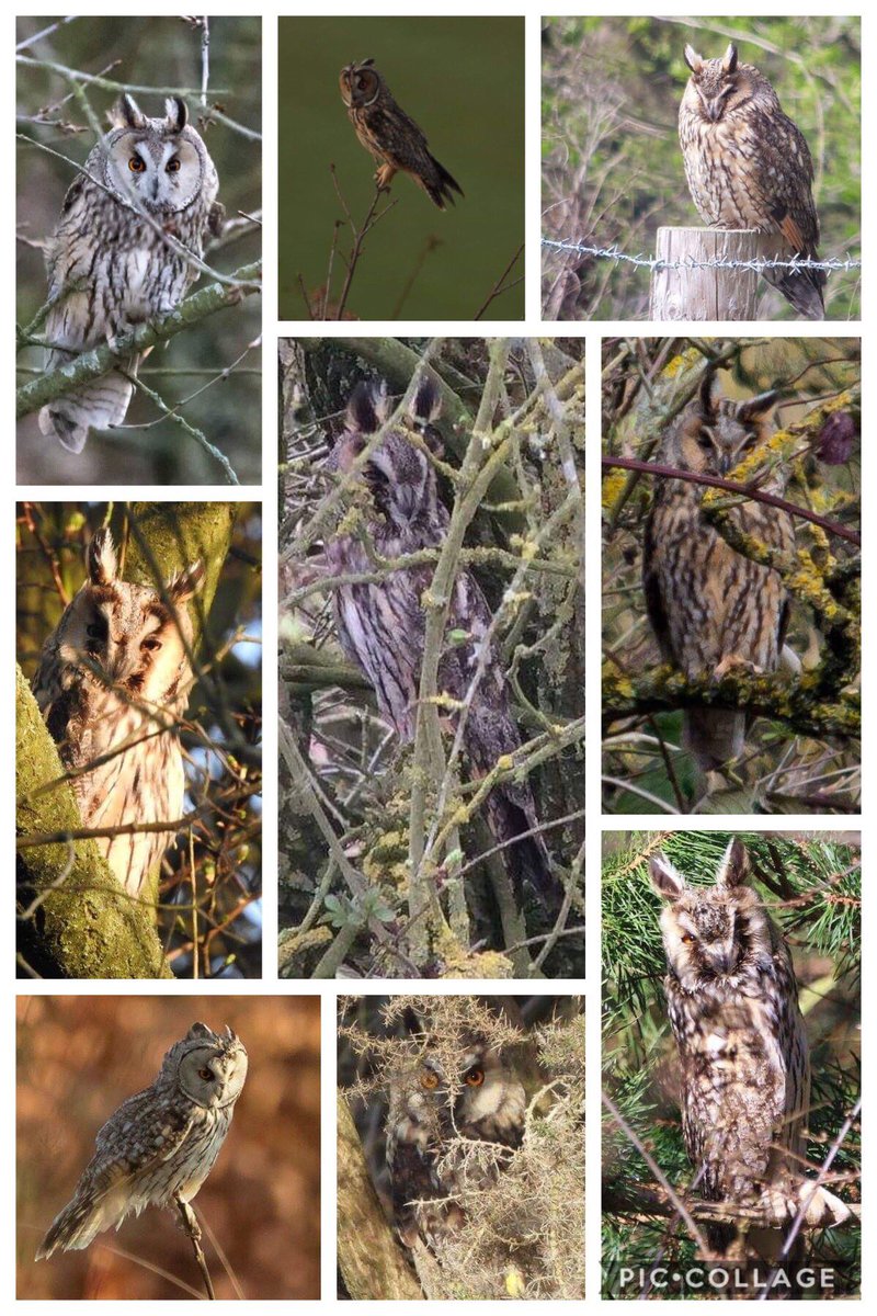 LongearedOwlne1's tweet image. NB: Example of locating an unknown pr amongst 4 Tawny territories

Searching initiated by a couple of sightings of a single hunting at dusk

A methodical approach is required, bycatch will include Woodcock etc as we have heard from
@JBarnesPhotos 

PlsRT #Longearedowl #secretive