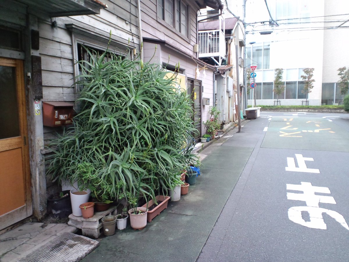 東京の下町 いろんなところでアロエが繁殖しすぎて大爆発してるのに誰も気に留めてないのがウケる 繁殖の理由も Togetter 東京の下町 いろんなところでアロエが繁殖しすぎて大爆発してるのに誰も気に留めてないのがウケる 繁殖の理由も Togetter
