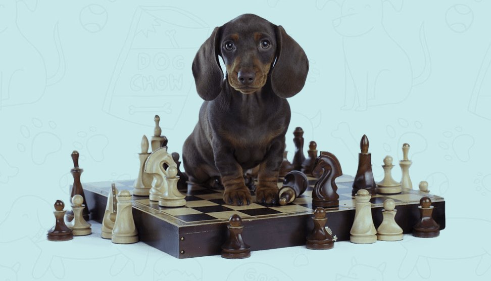 OutdoorSmarter's tweet photo. So Funny - #SmartDog
Guess what!, There is a Simple Dog Training Technique That You Use To Make Your Dog Do Any Trick
Click The Link Below To Discover This Mind-Blowing Guide👉 https://t.co/bnfWkCQhTW
--------------------------------------------
#Smartdog #DogLover #Dogmusic https://t.co/4UMimnyAvx