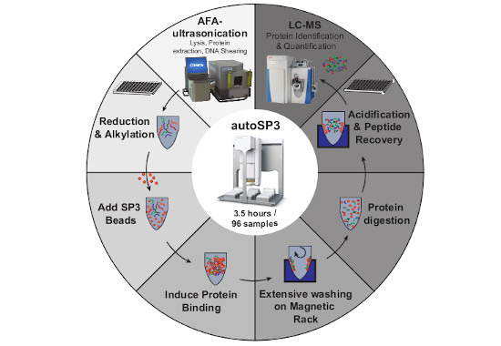 MolSystBiol's tweet photo. Automated sample preparation pipeline based on the SP3 method for low‐input tissue #proteomics. Promising application to clinical samples --> https://t.co/onH5pDKrd9 
from Krijgsveld group @dkfz @UniHeidelberg #MSBMethod #ClinicalProteomics https://t.co/KgcB0nJGxs