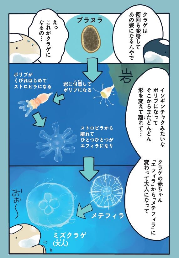 クラゲはマンボウと同じ?説(2/2) 