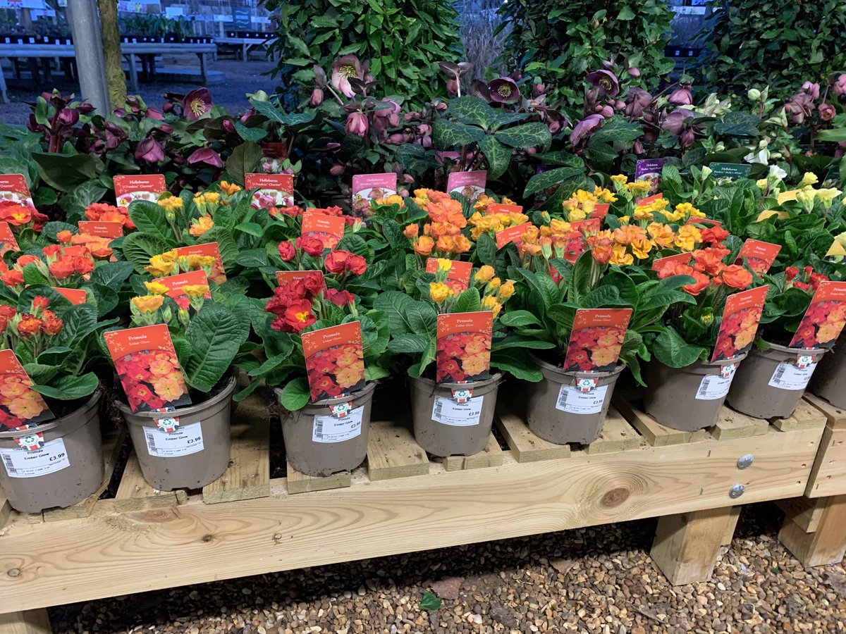 Wow, just arrived! Ideal for brightening up patio containers and borders