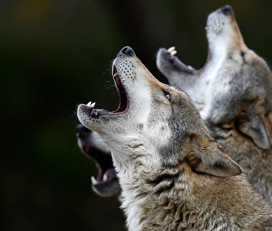 Aşk bir ülkücünün hayata itirazıdır. Susarsa ihtilal, yazarsa destan, severse TURAN olur.....