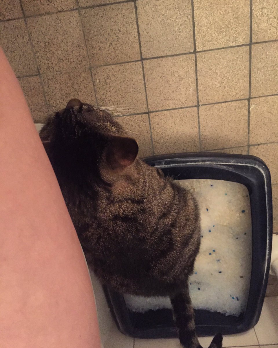 nisoliwo's tweet image. Som de BFF’s vi är så ska vi självklart göra allt tillsammans här hemma. Går matte på toa så går Cornflake på toa. Som sig bör... 🧐 #cat #katt #cornflake