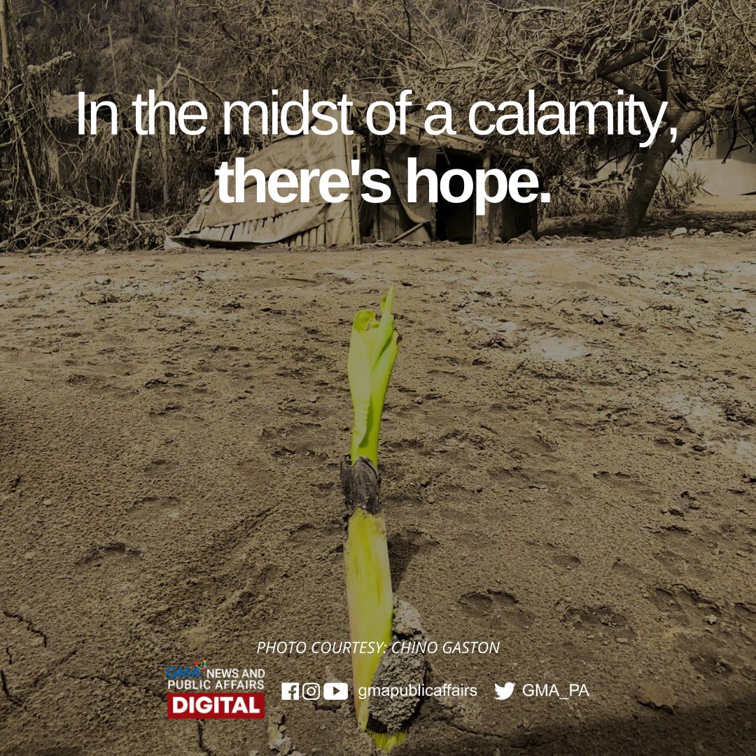 GMA_PA's tweet photo. Isang banana seedling ang umusbong sa gitna ng malawak na lupaing natatabunan ng ash fall sa Agoncillo, Batangas. ❤️ https://t.co/QGGjZa4bd6