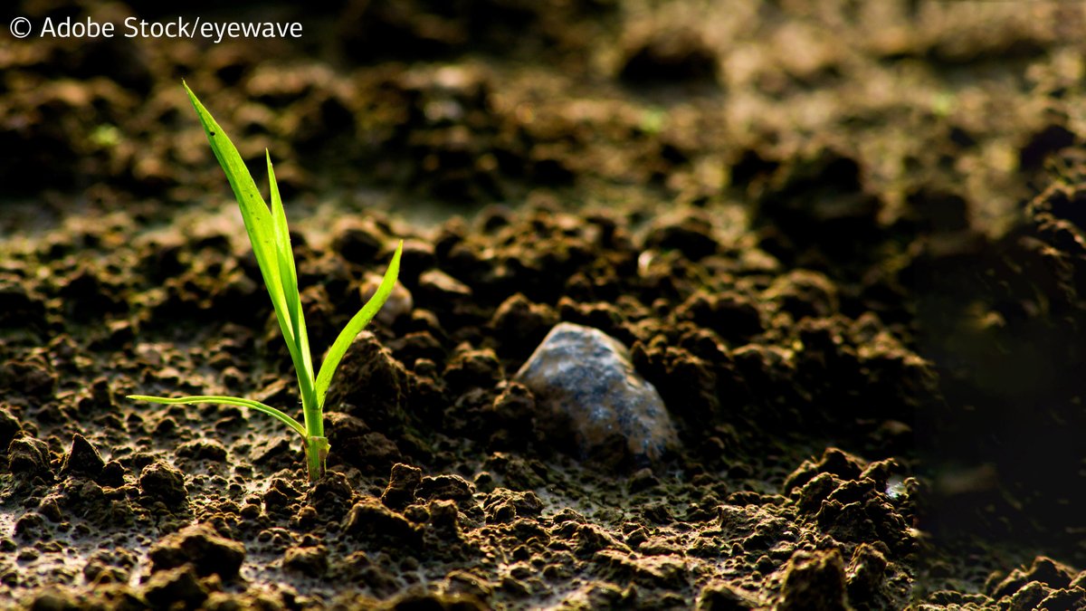 KfW_int's tweet image. #GreenWeek - Around the world, we are engaged in various projects to fight #againstpoverty and for #foodsecurity and #nutritionsecurity. You want to know more? Visit us at the #IGW2020 in #Berlin - hall 1.2b, stand 201. Further information: kfw.de/stories/igw.ht… @gruenewoche