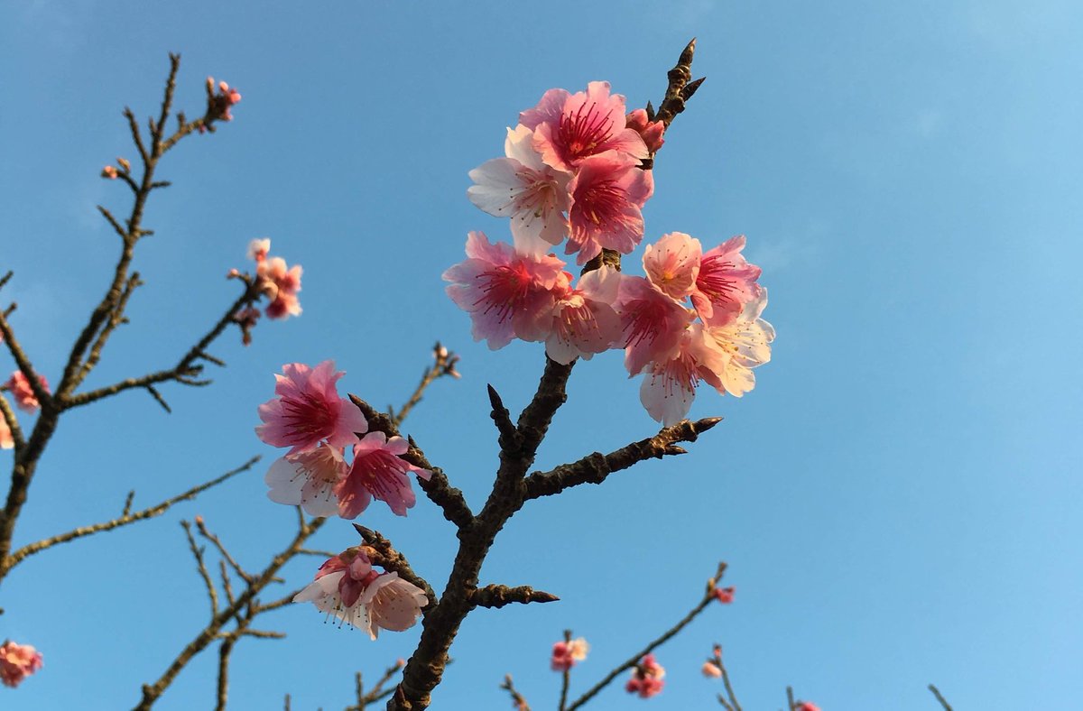 今帰仁グスク桜まつり 今帰仁グスク桜まつり