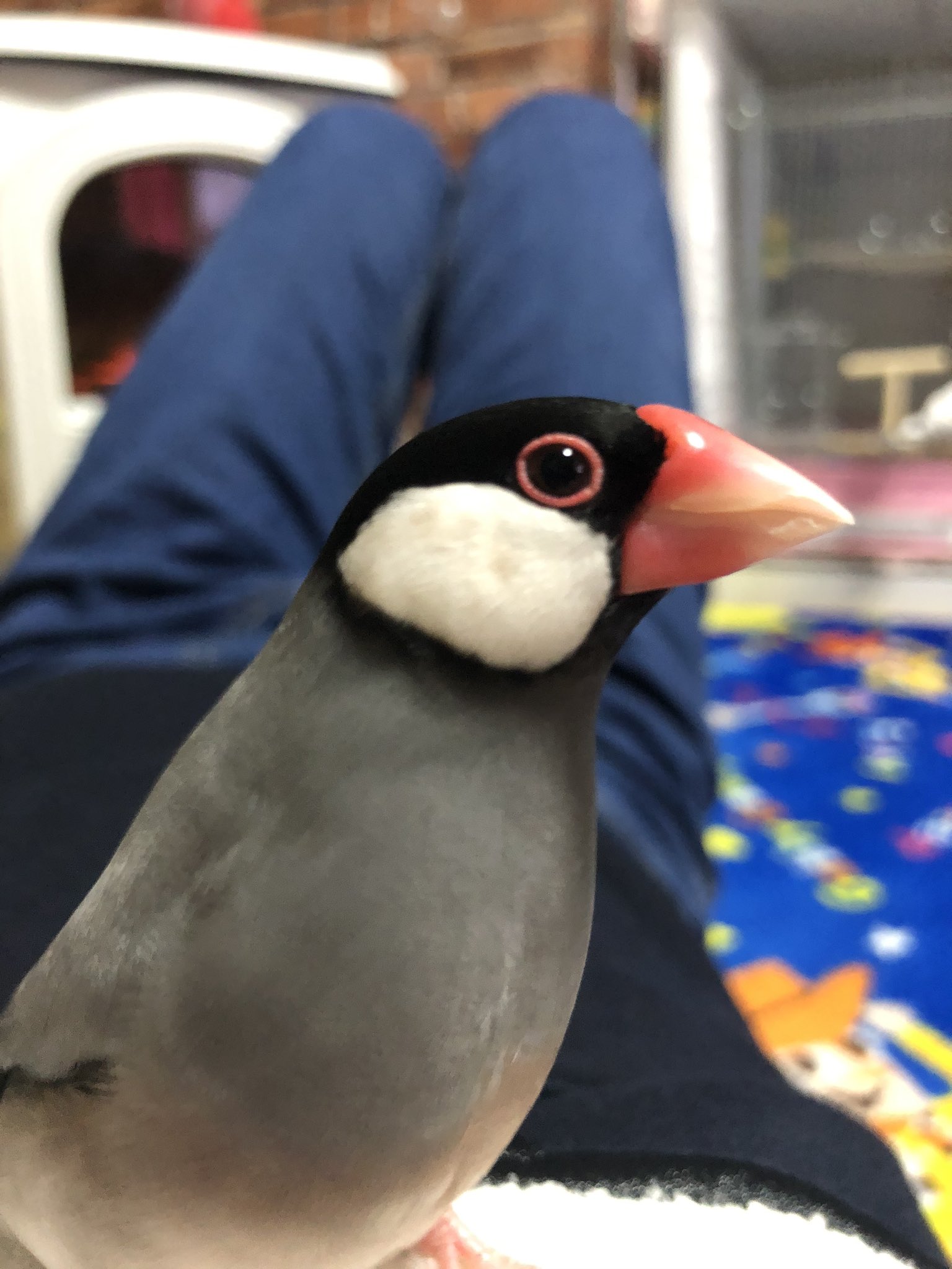 うちのインコズ お 桜文鳥は喉が白いのかな 並文鳥はほぼ居ない 文鳥も奥深いー Twitter