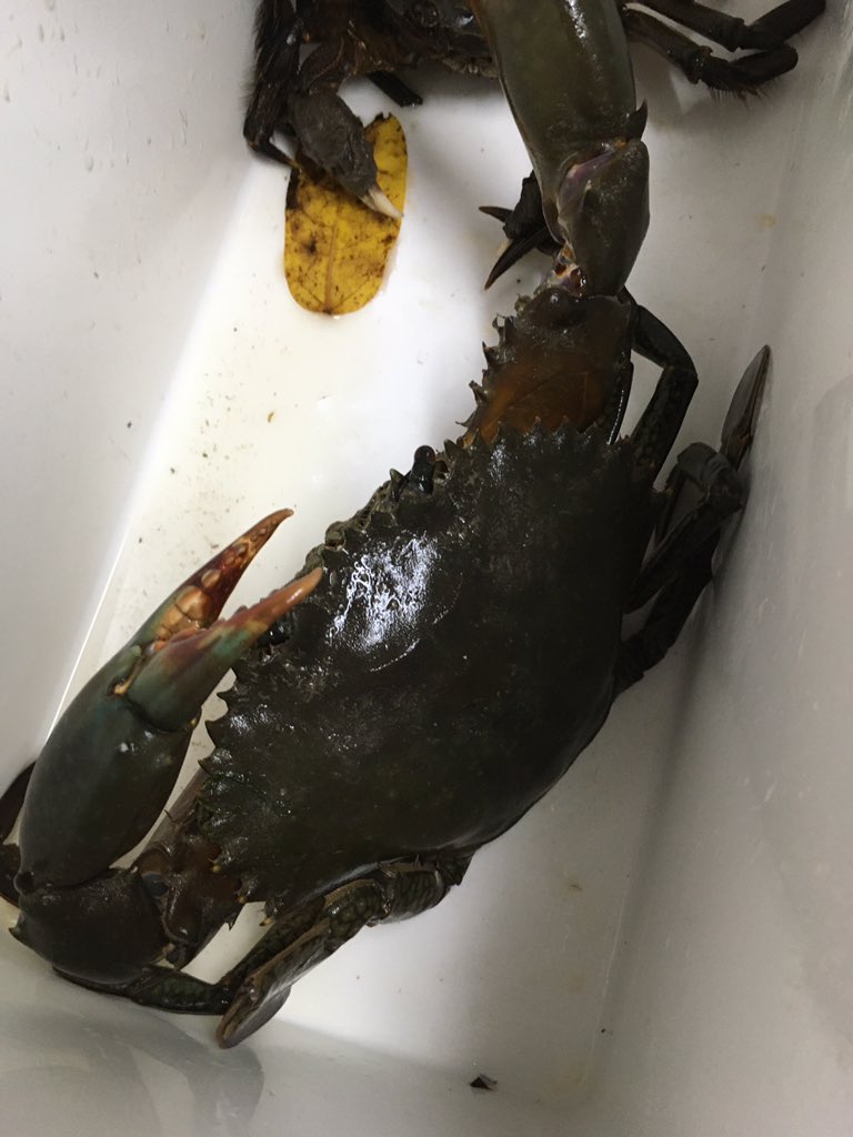 りょうじ 石鯛の餌のカニ探してたらまさかのノコギリガザミ 中々パワーファイター コイツは蒸して食べます ガラサー釣り ガラサーカニ りょうじ 石鯛の餌のカニ探してたらまさかのノコギリガザミ 中々パワーファイター コイツは蒸して食べます ガラサー釣り ガラサーカニ