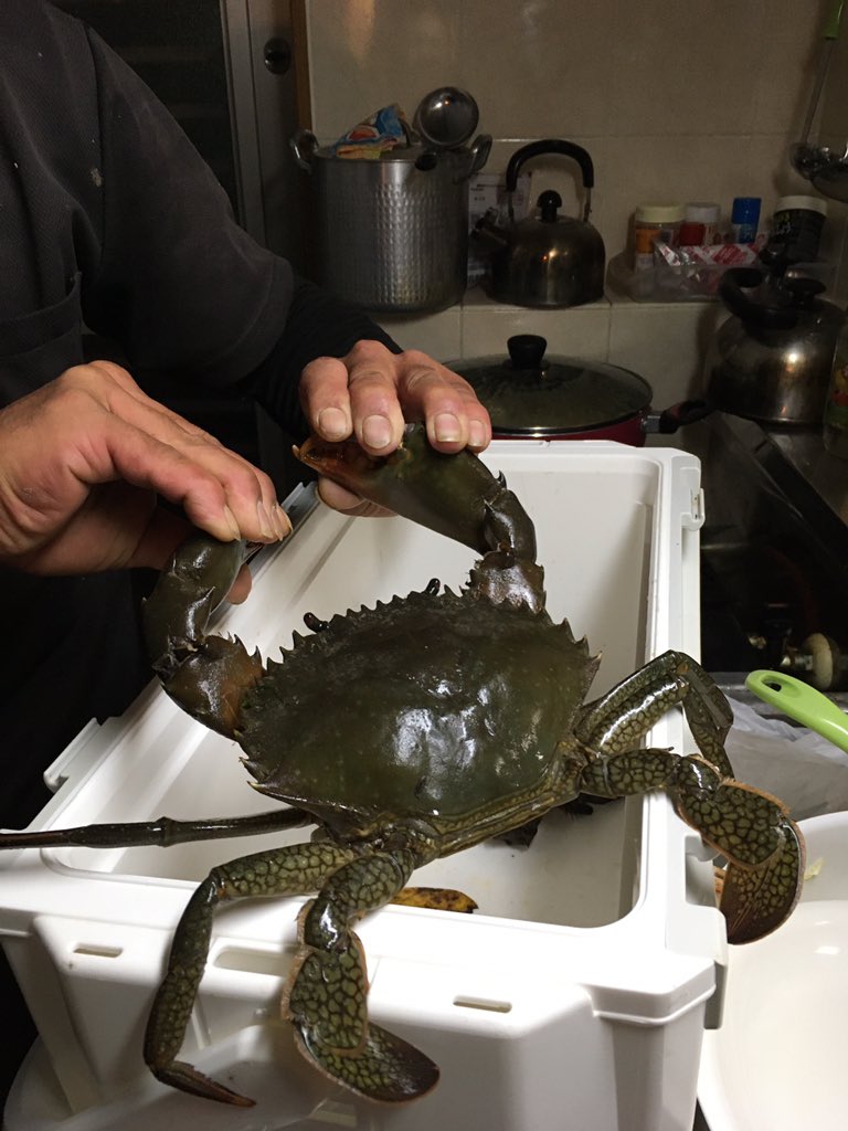 りょうじ 石鯛の餌のカニ探してたらまさかのノコギリガザミ 中々パワーファイター コイツは蒸して食べます ガラサー釣り ガラサーカニ りょうじ 石鯛の餌のカニ探してたらまさかのノコギリガザミ 中々パワーファイター コイツは蒸して食べます ガラサー釣り ガラサーカニ