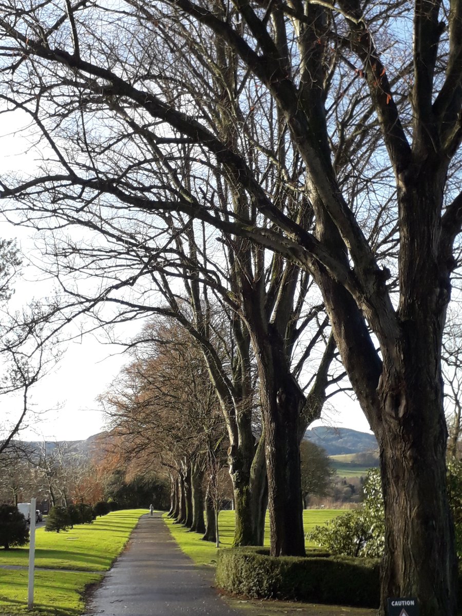Crichton_Royal's tweet image. The #Crichton is, and was, as much about experiencing landscapes -- natural and curated -- as about confinement. Looking outwards to Criffel, over to the old glasshouses, and along the avenues of trees: