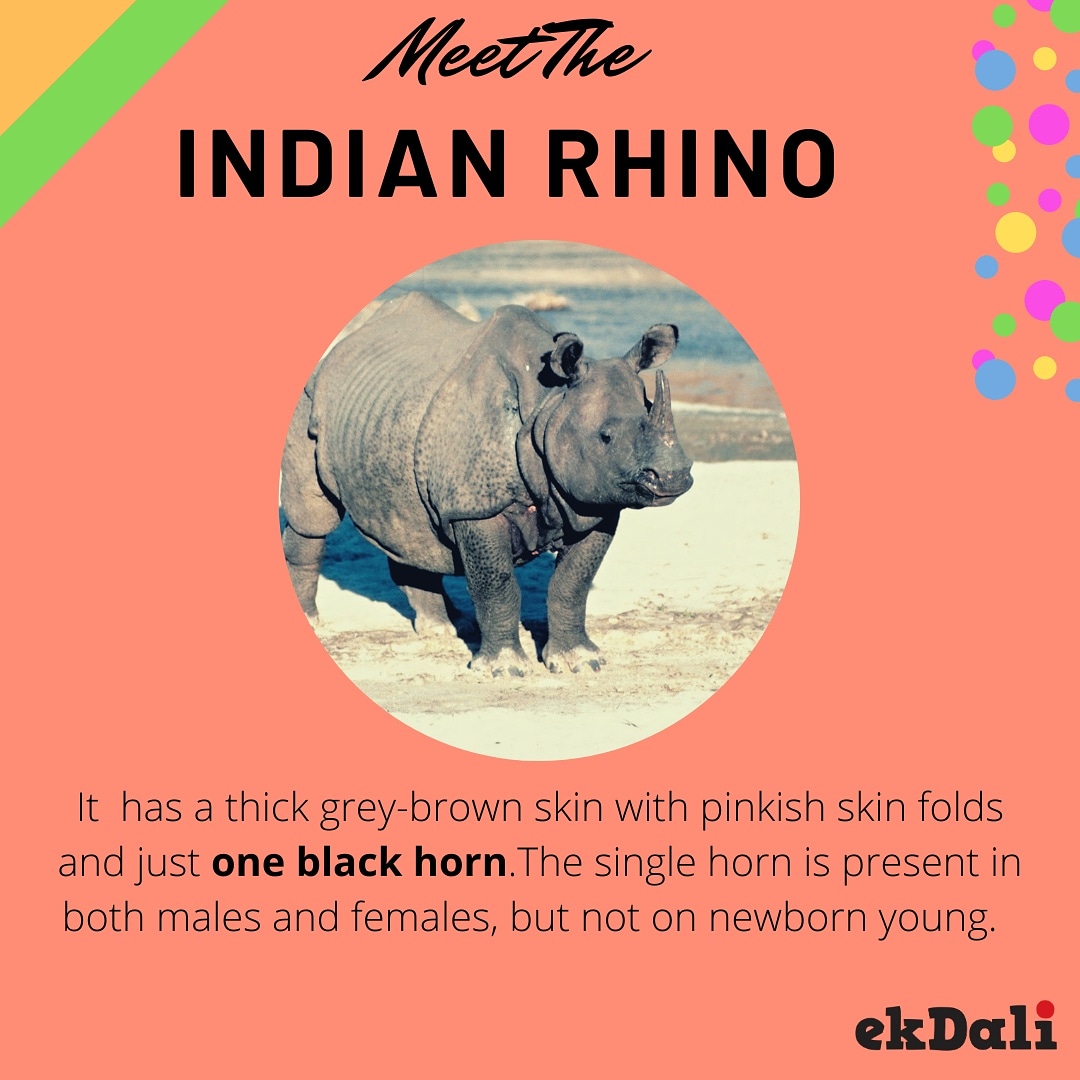EkdaliPosters's tweet photo. The one horned Rhino or the Indian Rhino is native to the Indian Sub Continent. It  once lived in the entire stretch of the Indo-Gangetic Plain.

It is the state animal of Assam and is marked in our cute map - https://t.co/mlxFe4z8wj

#ekdali #indianrhino https://t.co/uM1V8pyrXT