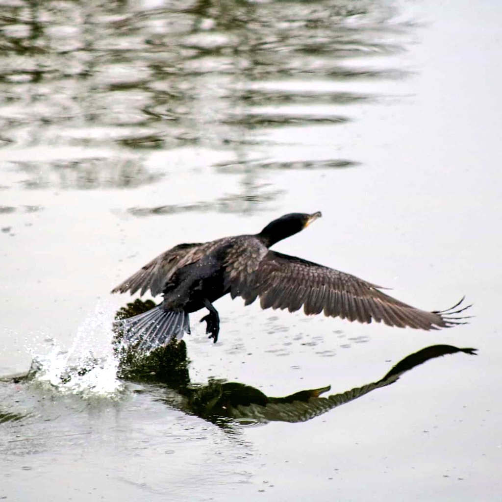 Turiex's tweet photo. Aves en el río Guadiana a su paso por Mérida.
#Aves #Birding #Fotografia #Canon #Photo #760D #Turismo #TurismoFotografico #MeridaMola #MeridaEnamora https://t.co/diebXmoP27