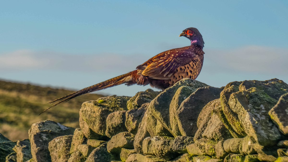 Cliff Salt tweet media