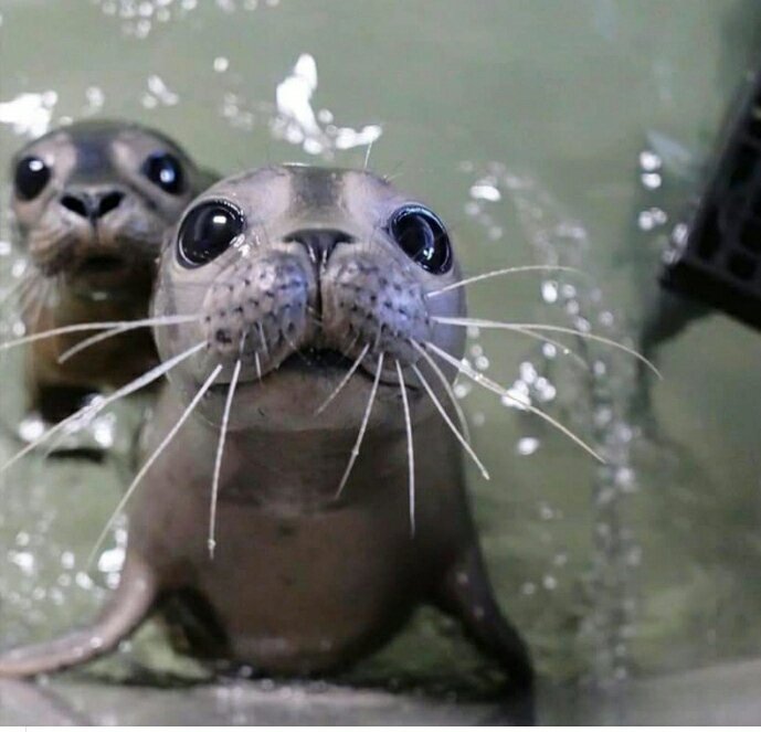 kimbgass's tweet image. My students waiting for me to tell them GOLD or PLATINUM 😊❤ #ACTWorkkeys @GreenevilleCity @GreeneCoSch @GreeneTechCtr