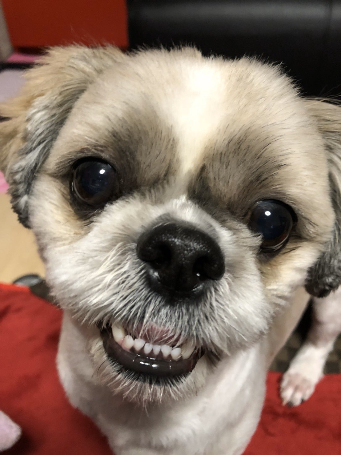 愛犬番長 ハルさん 1枚目 歯出てるw 2枚目 舌出てるw けど めっちゃ笑顔で笑ってるように見える 笑顔が一番 癒される 下の歯出がちw 犬好きさんと繋がりたい T Co Bfczjjeqdo Twitter 愛犬番長 ハルさん 1枚目 歯出てるw 2枚目 舌出てるw けど めっちゃ笑顔で笑ってるように見える 笑顔が一番 癒される 下の歯出がちw 犬好きさんと繋がりたい T Co Bfczjjeqdo Twitter