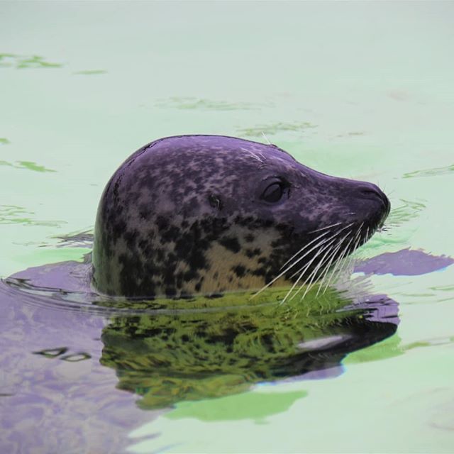 _IntroVentures's tweet photo. I went to visit a seal rescue/rehabilitation centre last weekend. They look after seals that are sick, injured or unable to fend for themselves. Unfortunately it's us humans that are causing most of their problems but…

📸 https://t.co/r2B25EBhwO via https://t.co/74NKZtafqs https://t.co/9Nua4o7FPo