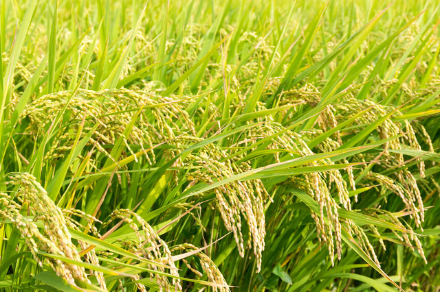 FarmManagerSA's tweet photo. Uganda β Uganda: An internationally recognized Agricultural company seeks to add a junior cropping manger to their growing team
MINIMUM REQUIREMENTS: #Africa #CropFarmManager #Cropping #Uganda #WorkinUganda https://t.co/IN2o4NcBs7 https://t.co/GQrXzWF5IB