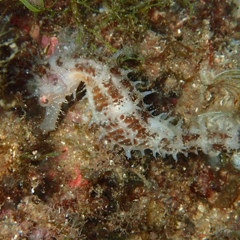 buceito's tweet photo. Caballito en Tossa de Mar #seahorse #caballitodemar #cavalletdemar https://t.co/Y5iBB9lSVT