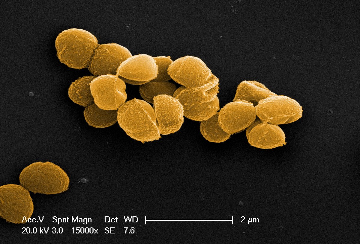 Contamination Club tweet media