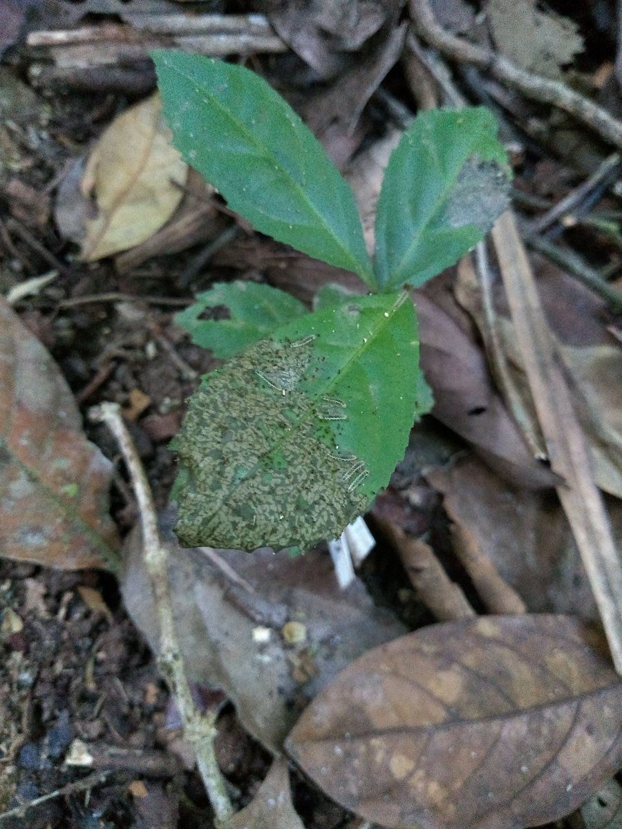 LydiaJaneMartin's tweet photo. INDISPUTABLE HERBIVORY 🥳🥳🥳 This may just look like some caterpillars on a leaf, but what it really is is great news for my data 🎉🐛 Munch away my tiny friends #MScRes https://t.co/uEBWYUVsn0
