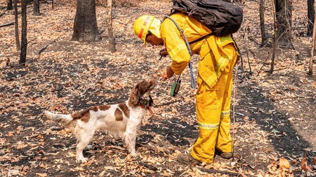 Cooperativa's tweet photo. [Fotos] #LaCooperativa Una perra ayuda a rescatar koalas entre los incendios de Australia: https://t.co/QTnKNhLKM8 https://t.co/mtGyCJZiZd