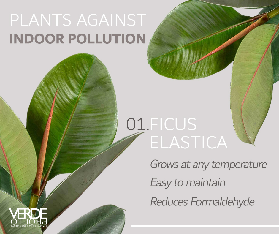 VerdeProfilo's tweet photo. Do you know that the #air in your room could be up to five times more #polluted than the outdoor one? This is why we design our #verticalgardens including purifying plants.
This week we suggest you Ficus Elastica, stay tuned to find out the next one! https://t.co/3OKQ0SvdI7