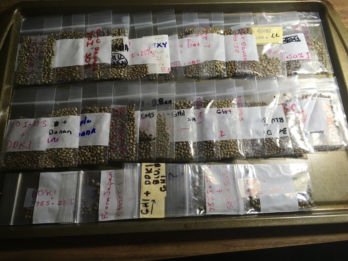Preston22811565's tweet photo. I am Johnny Appleseed and I have sent over 6000 packs of seeds to traders and BUYERS across the globe. I get more seeds than anyone on this planet and for anyone to say I am a fraud is LAUGHABLE https://t.co/SpbZdpdDDP