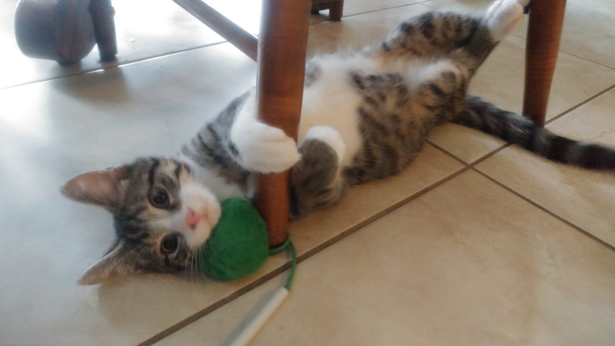 BusyBeeCritSit's tweet photo. Elliot is having a good time playing with his toy

#kittenplaytime #underachairdontcare #catsitting #felinefriday #kittenthings #kittenlife #kitten #meow #catsofguelph #guelphpet #guelph #guelphbusiness #busybeecrittersitters #dailycat #tabby #tabbykitten #upsidedowncat https://t.co/XG7yYc21oW