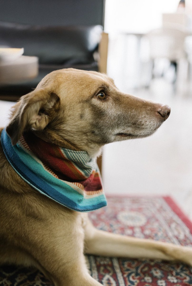 bygoodgorilla's tweet photo. Halfway through January and Scotch is #mood.
Photo by @sarahkohler 
#friyay #endofweek #401richmond #torontoworking #creativetypes #sleepypup #butterscotch #dogsofinstagram #dogsof401 #bringyourdogtoworkday #dogdayeveryday https://t.co/Fq2fbtcShQ