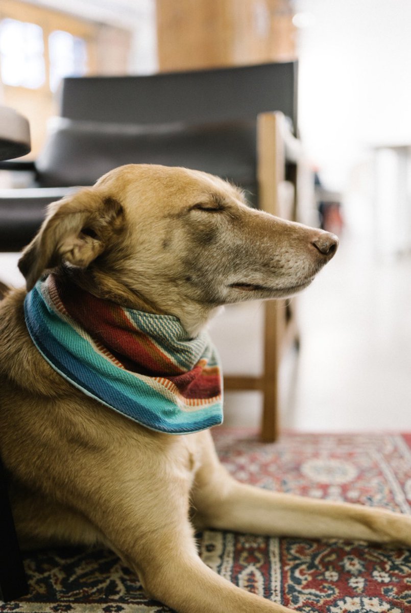 bygoodgorilla's tweet photo. Halfway through January and Scotch is #mood.
Photo by @sarahkohler 
#friyay #endofweek #401richmond #torontoworking #creativetypes #sleepypup #butterscotch #dogsofinstagram #dogsof401 #bringyourdogtoworkday #dogdayeveryday https://t.co/Fq2fbtcShQ