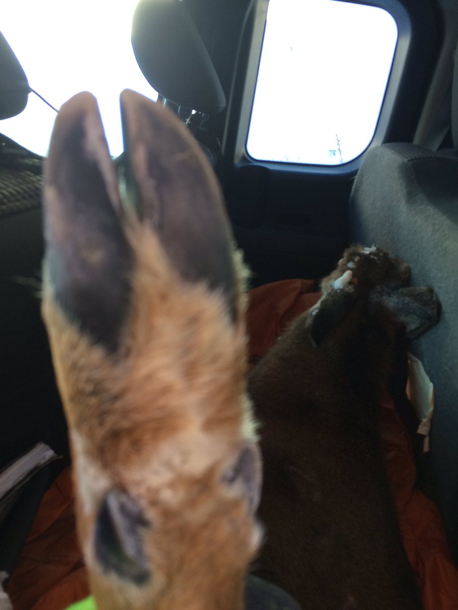 NipissingTrails's tweet photo. Emmy is enthused by this addition to the team’s resources- fresh venison procured on the way into school. Let us take on the pure, wild energy of this noble animal. #teammeat #lifeupnorth https://t.co/TiwRbVTKA5