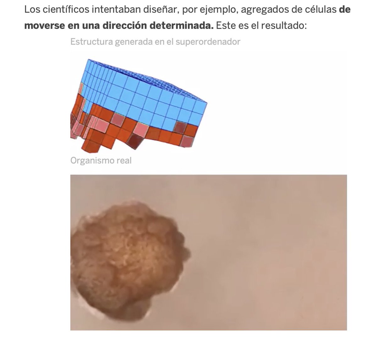 susaopina's tweet photo. today in our #ScientificCoffee FPU student @joaseki told us about the recent reconfigurable organisms #biobots nice discussion &amp; nice breakfast @IBV_CSIC @DPE_CSIC https://t.co/chnFFSvj3W