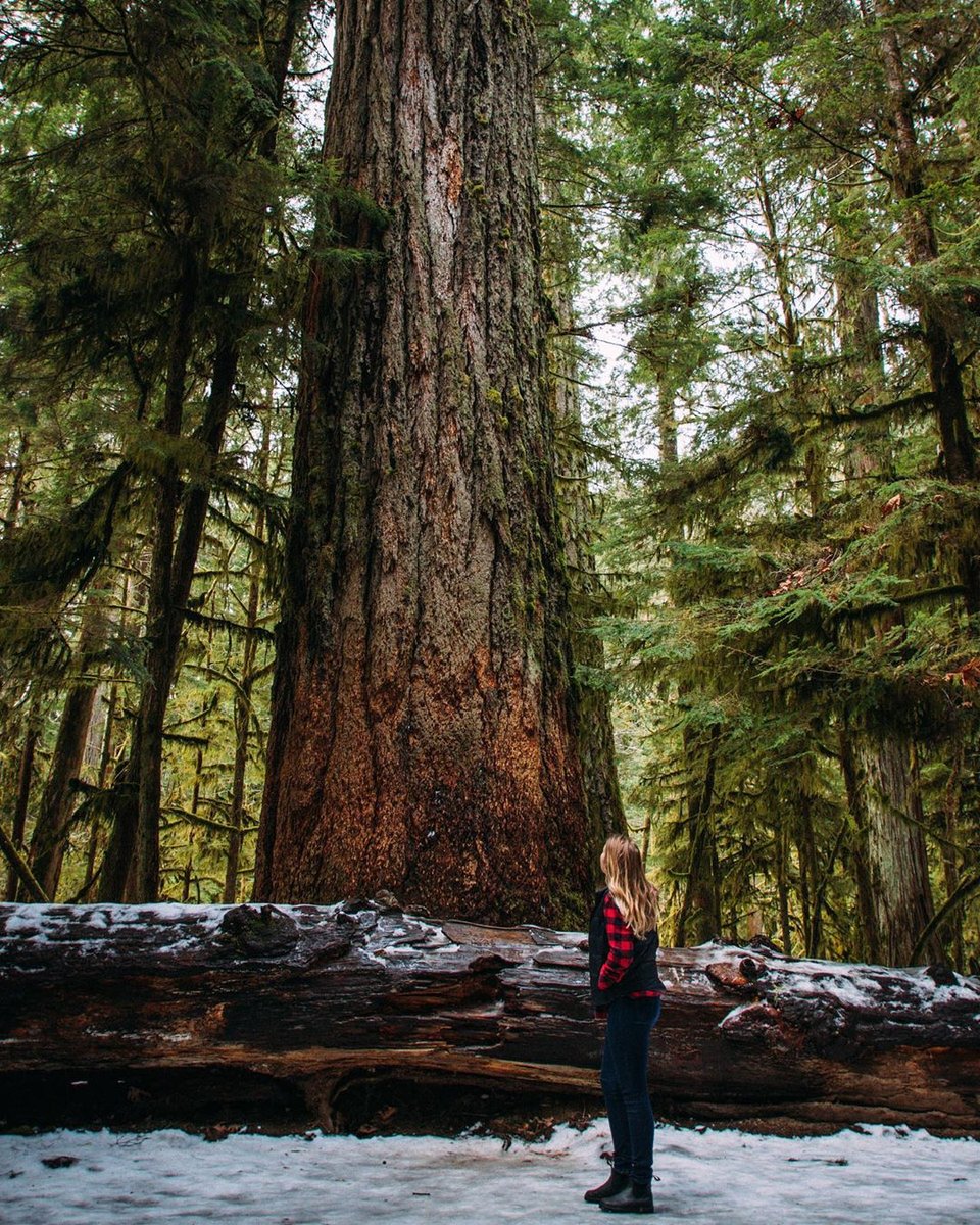 TourismVI's tweet photo. A Vancouver Island Treasure Hunt: The Mount Arrowsmith Biosphere Region Geocaching Geotour: https://t.co/8YnUTnGamx

📸 bradenstanley
#ExploreVancouverIsland #ExploreBC https://t.co/Tbk6mQwwCn