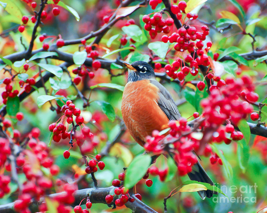 KerriFar's tweet photo. A Feast of Berries - https://t.co/YmjpVEDQld ~ #Robin #Birds #Berries #NewRiverNature #WallArt #CanvasPrints #DeckYourWalls #ForYourWalls #BirdPhotography https://t.co/ruGF6QG3Lk