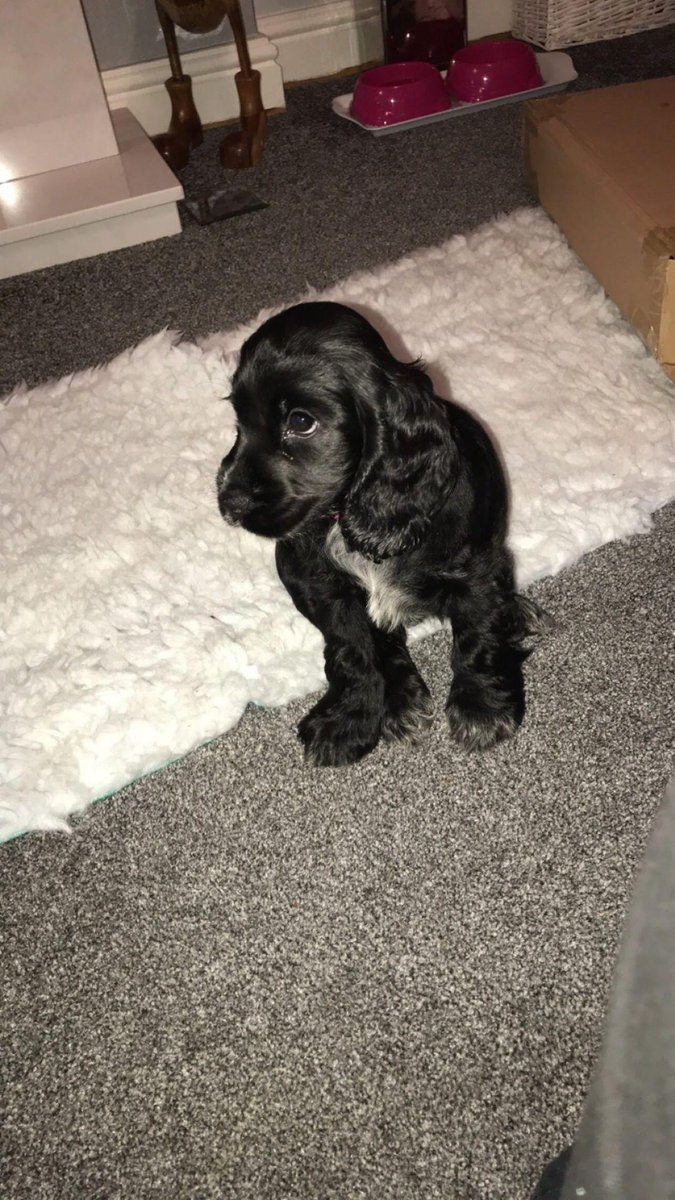 LOFTYKAY's tweet photo. Welcome to our home Sasha πΆ
#ShowCocker #SisterforPepsi https://t.co/9nAOCQoD4b