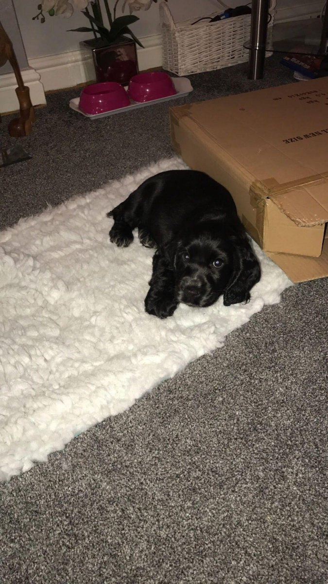 LOFTYKAY's tweet photo. Welcome to our home Sasha πΆ
#ShowCocker #SisterforPepsi https://t.co/9nAOCQoD4b