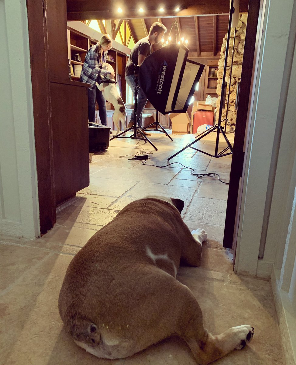 MiaYim's tweet photo. Almost ready for the photoshoot! @A_GoldPhoto !! #PrinceStannis #EnglishBulldog #IsisPuppy https://t.co/swYoj4XhSj