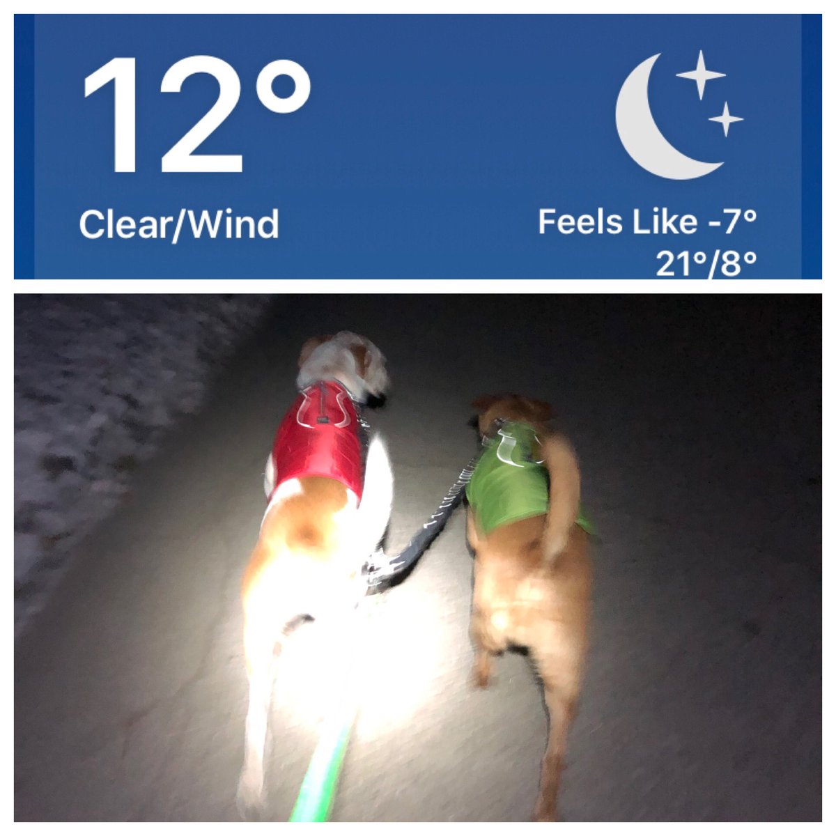 golfingirl525's tweet photo. Got the boys @Kurgo loft jackets in the mail yesterday just in time for the cold snap to hit. I absolutely LOVE these jackets!! #teamkurgo #kurgotogether #arnieandjack #warmdogs #itssocoldhere #whydoilivewheretheairhurtsmyface https://t.co/PpLSm8bmcG