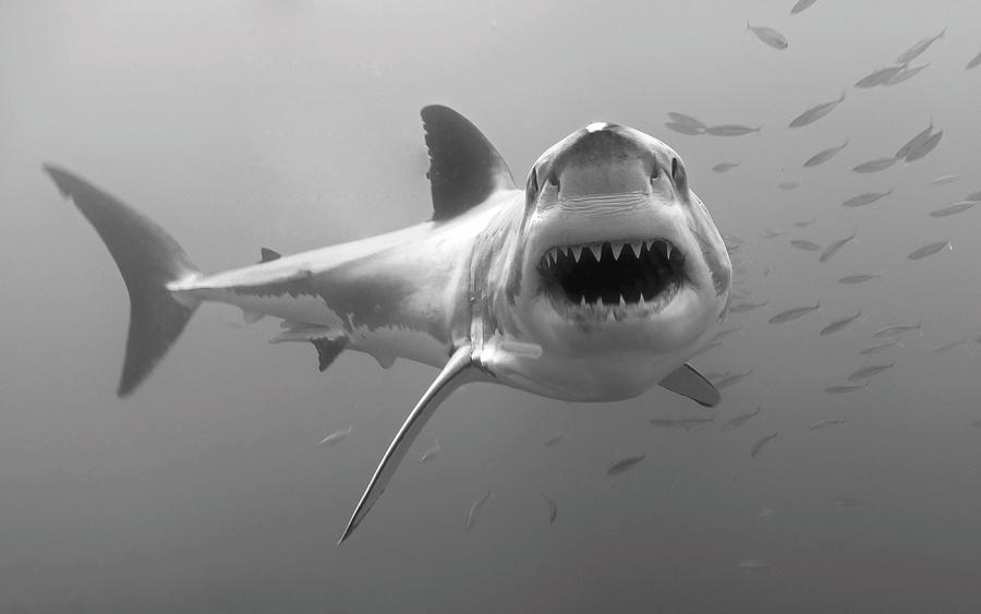 SharkMontauk's tweet photo. If you're happy and you know it show your SHARK SMILE! Our FRONT teeth are the largest in our mouths and get progressively smaller the further back they are in our jaws! We have A LOT of teeth in our mouths at ONE TIME - up to 3,000 pearly whites! 😁🦷🦈 

📸 Dan Orr https://t.co/b8pqerxV95